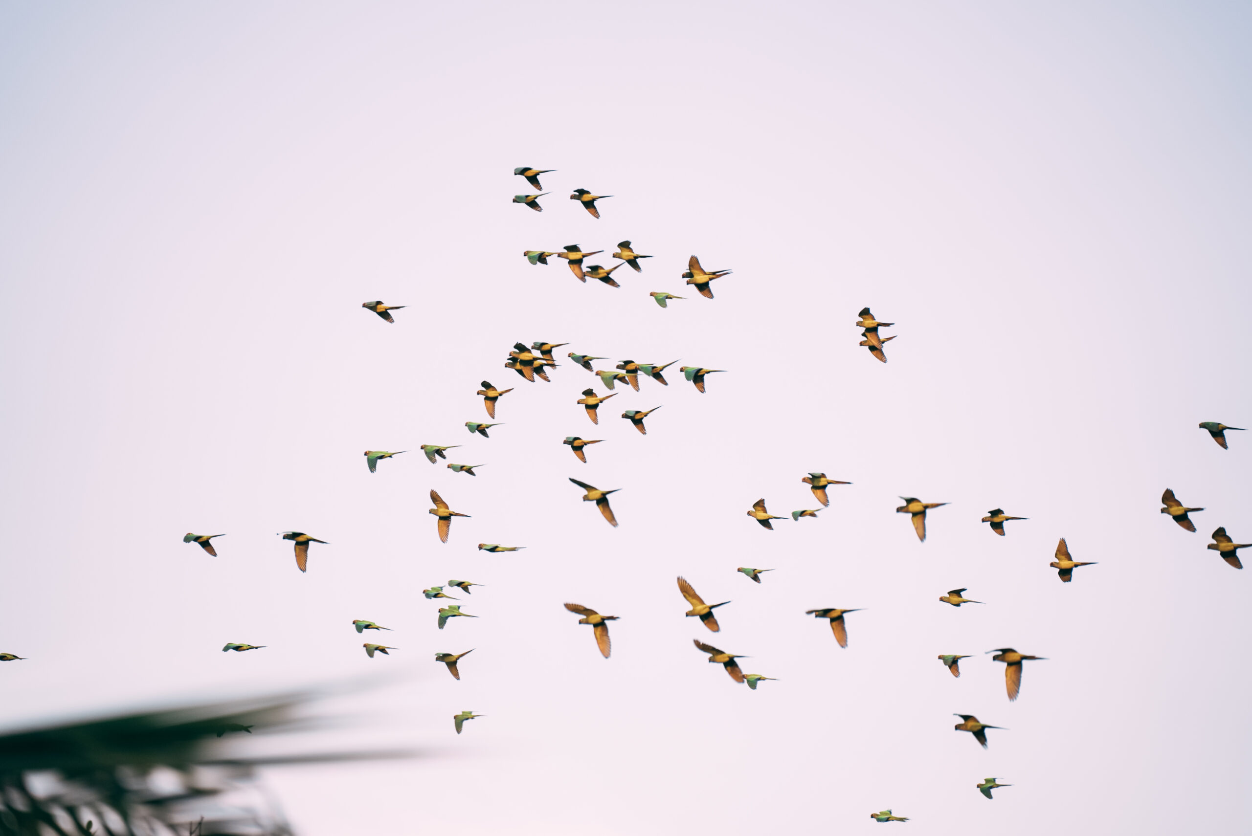 Aluguel casa de luxoSanto André, Villa 03